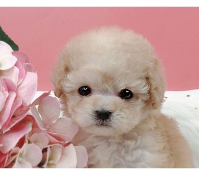 토이푸들 분양합니다