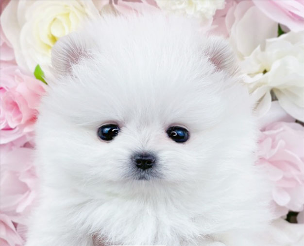 포메라니안 분양합니다