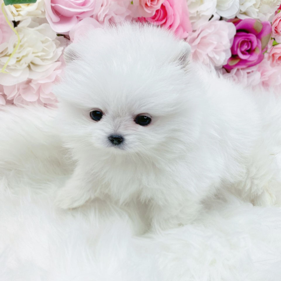 포메라니안 분양합니다