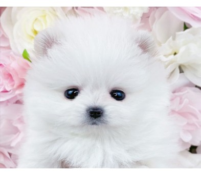 포메라니안 분양합니다