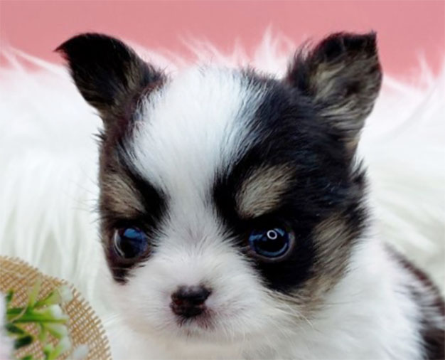 치와와 분양합니다