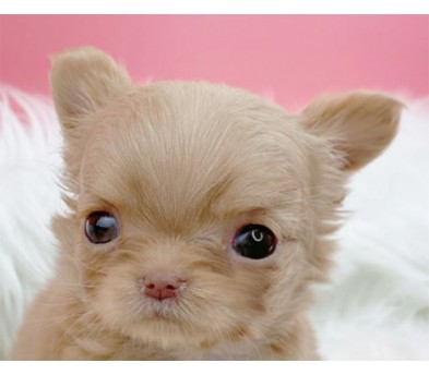 치와와 분양합니다