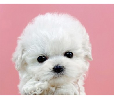 미니비숑 분양합니다