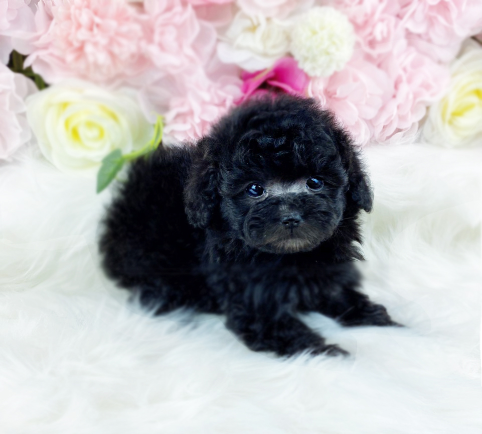 실버토이푸들 분양합니다