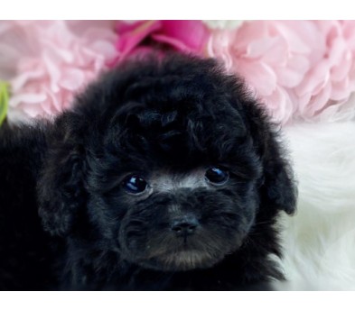 실버토이푸들 분양합니다