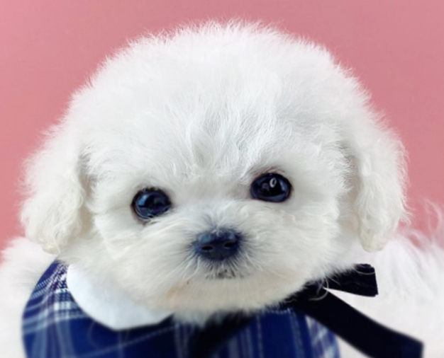 미니비숑 분양합니다