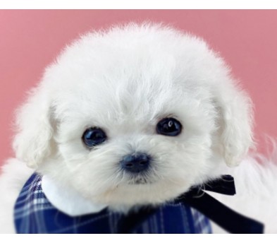 미니비숑 분양합니다