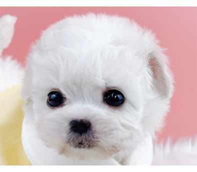 미니비숑 분양합니다