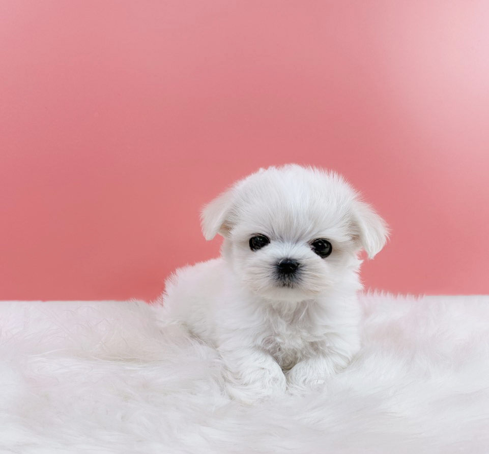 말티즈 분양합니다