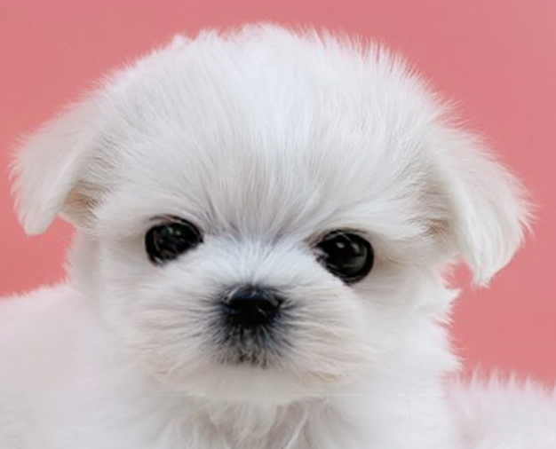 말티즈 분양합니다