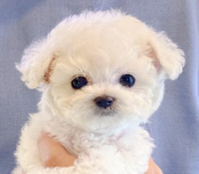 미니비숑 분양합니다