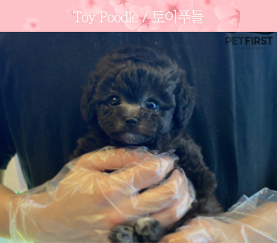 실버토이푸들 분양합니다