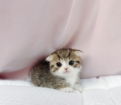 먼치킨(20만원부터)