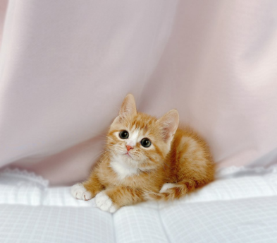 브리티쉬숏헤어 분양합니다