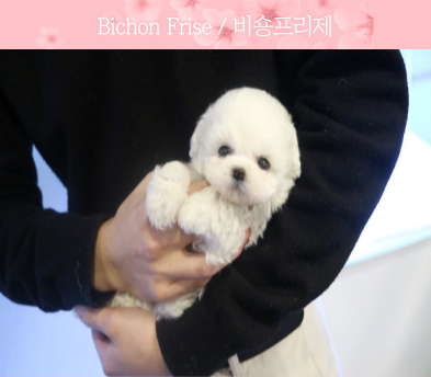 미니비숑 분양합니다