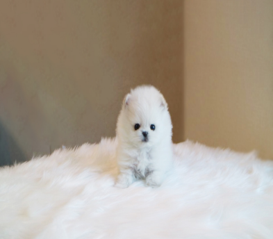 포메라니안 분양합니다