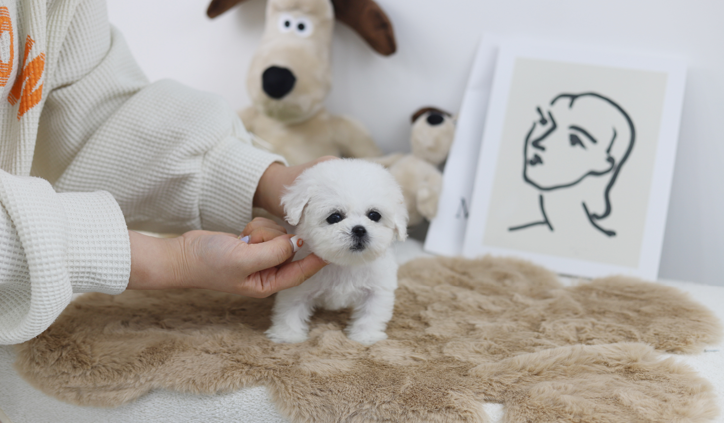 미니비숑 분양합니다