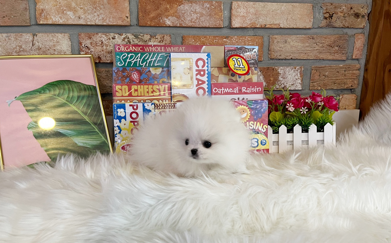 포메라니안 분양합니다