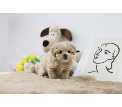 말티푸(10만원부터)