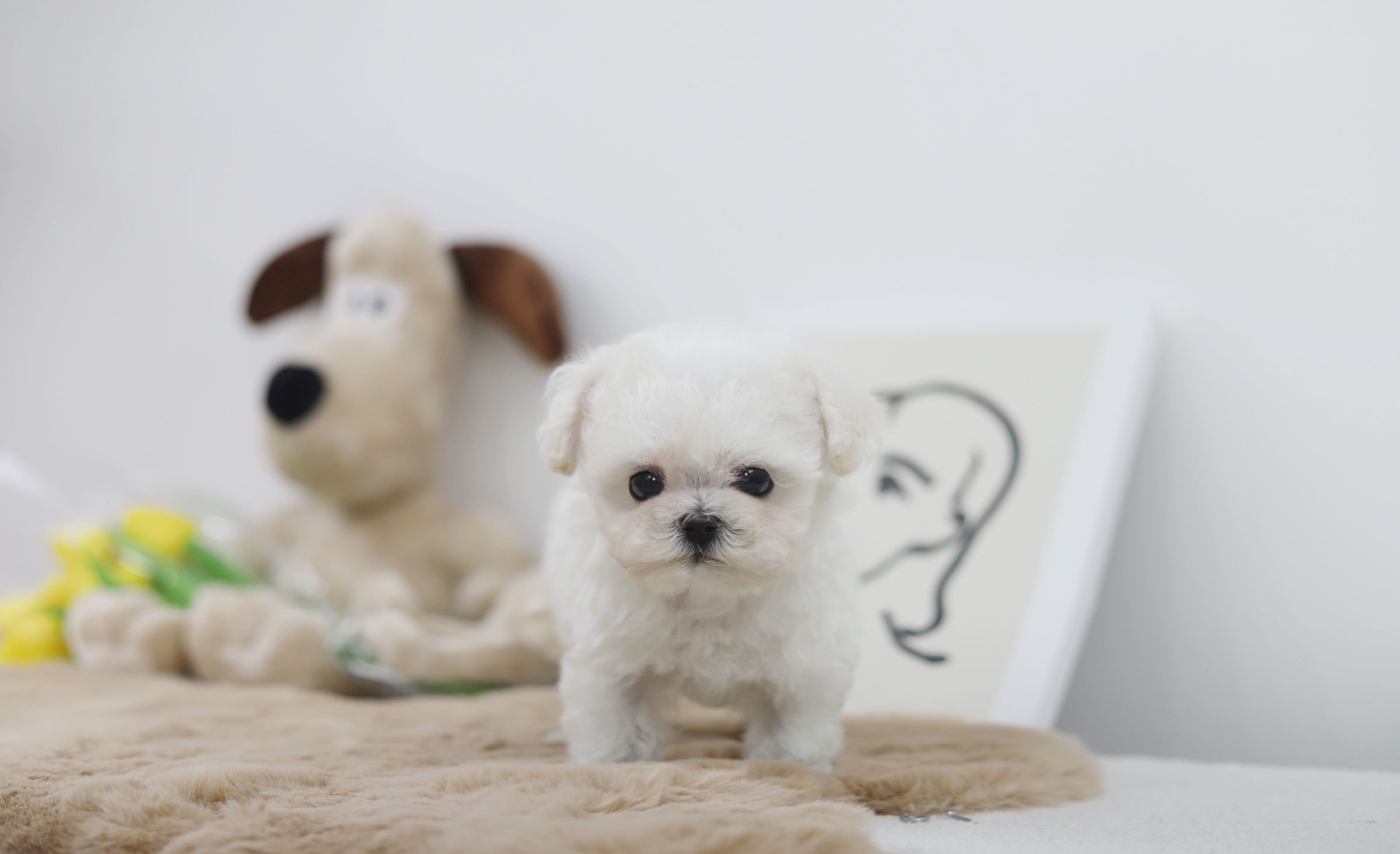 미니비숑 분양합니다