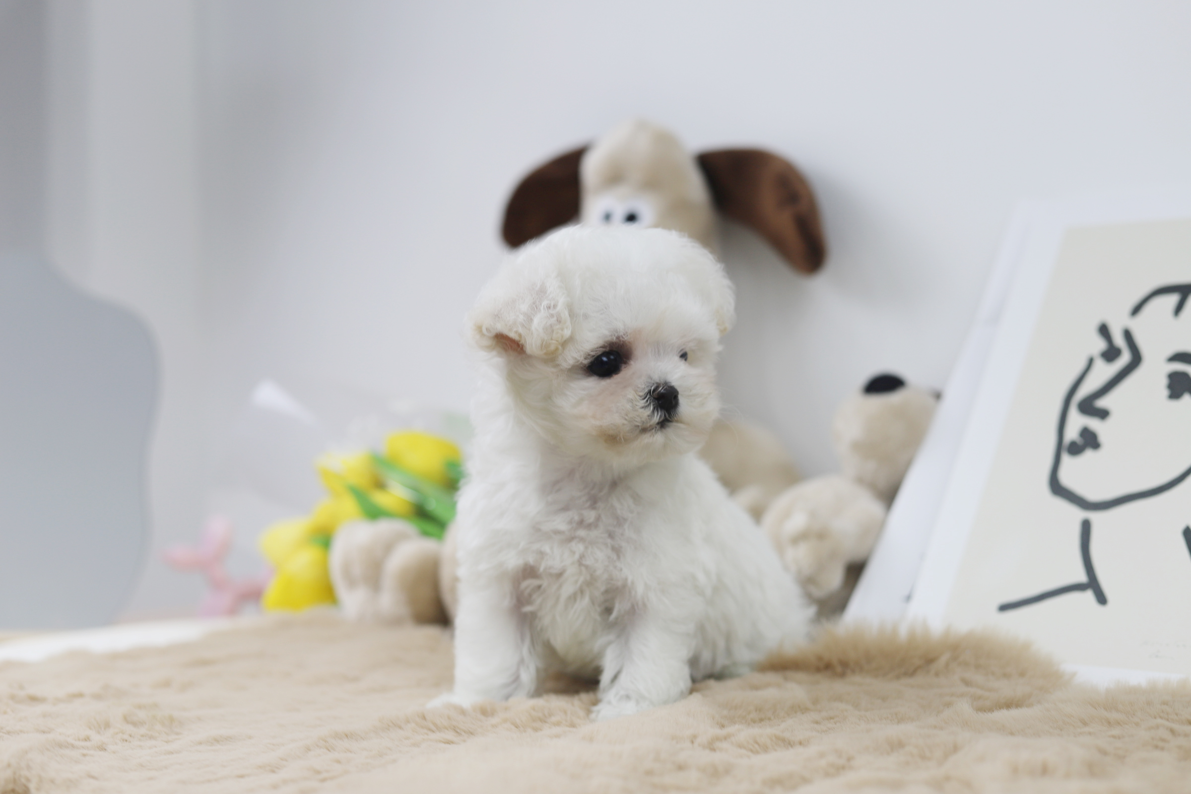 미니비숑 분양합니다