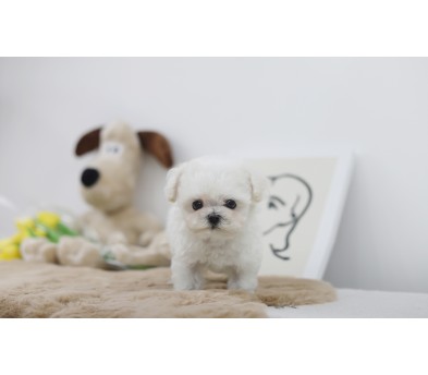 미니비숑 분양합니다