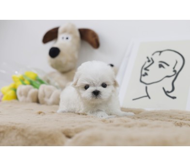 말티즈 분양합니다