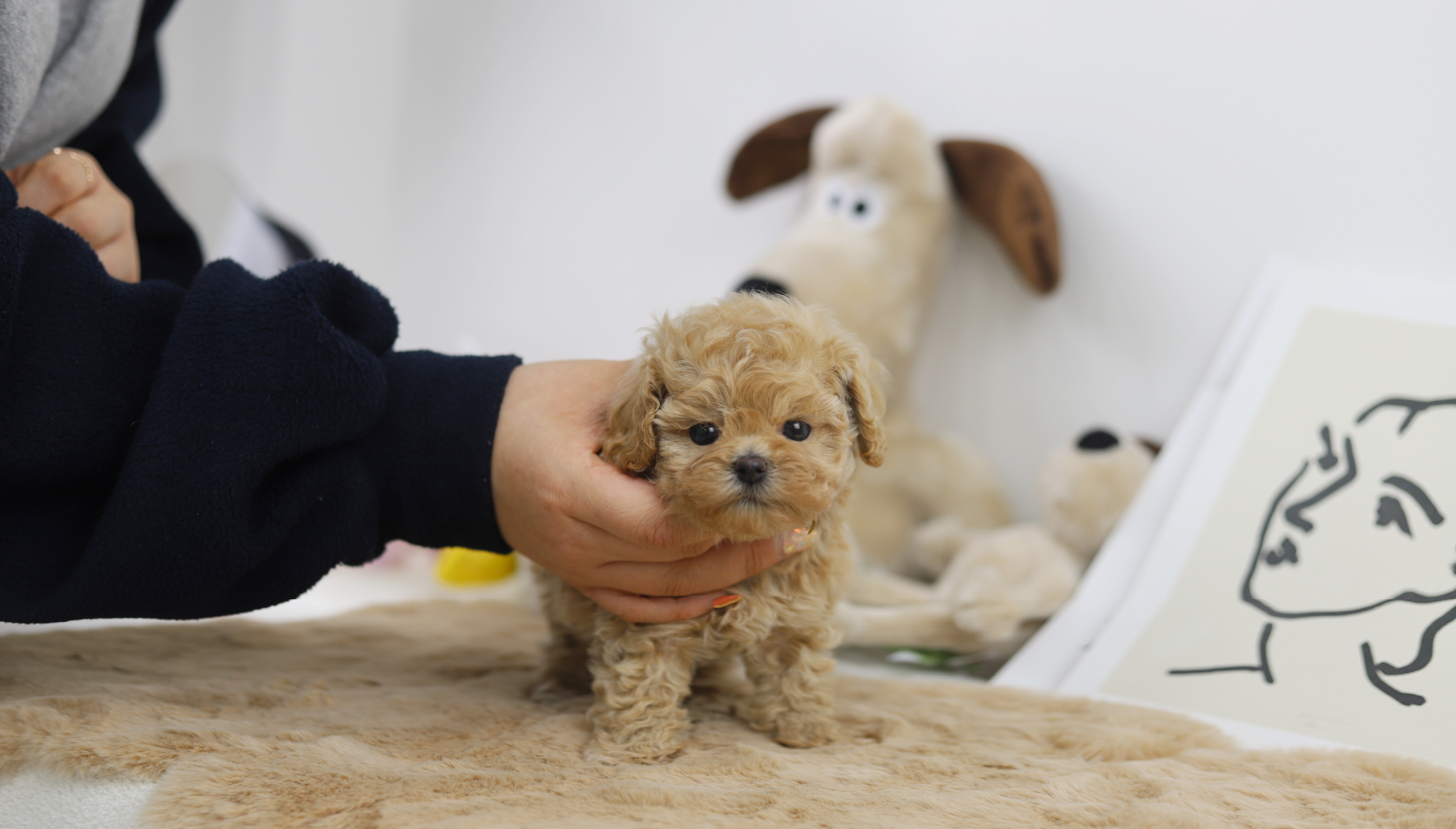 토이푸들 분양합니다