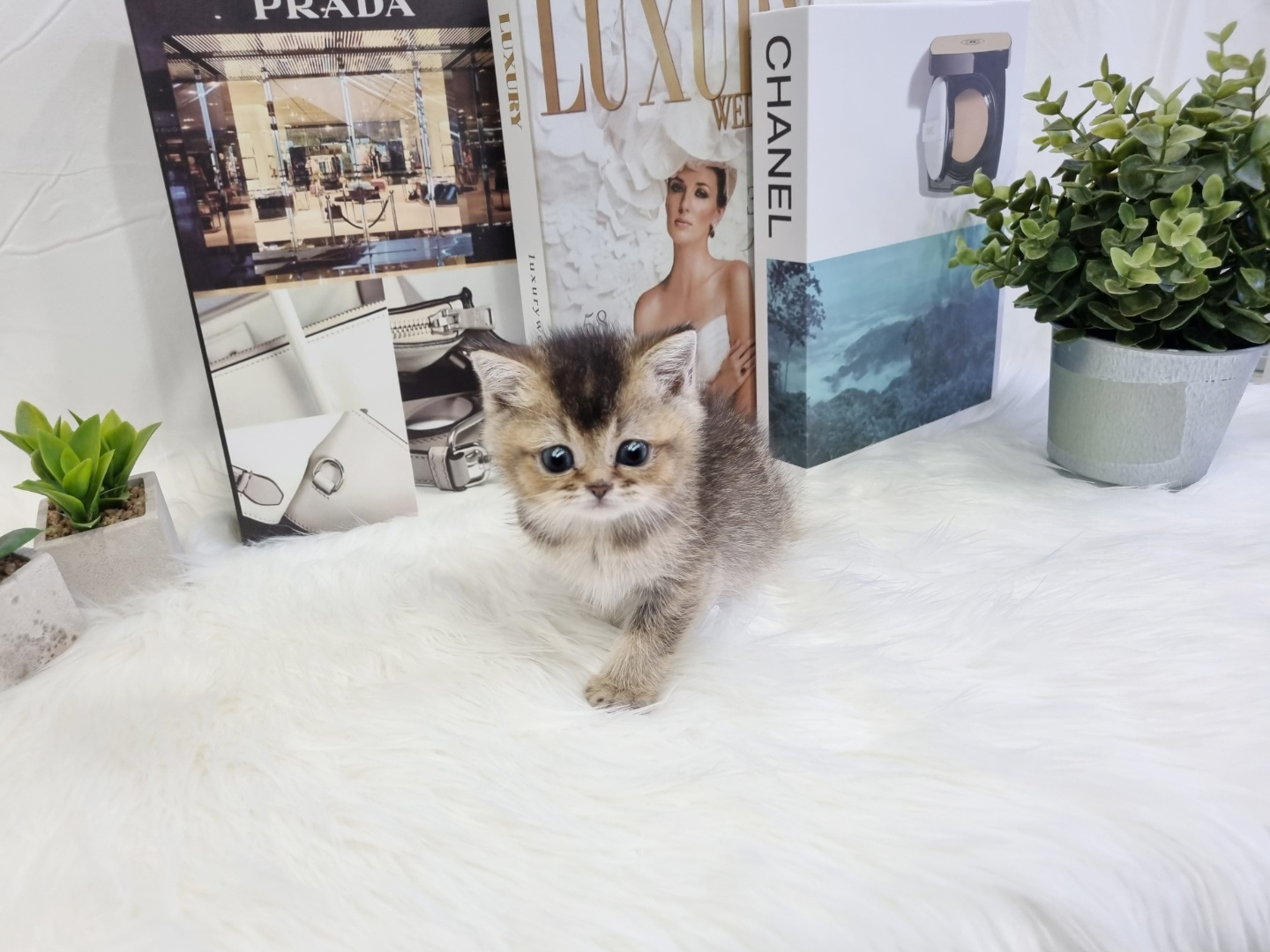 브리티쉬숏헤어 분양합니다