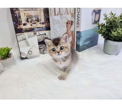 브리티쉬숏헤어 분양합니다