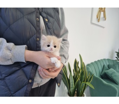 브리티쉬롱헤어 분양합니다