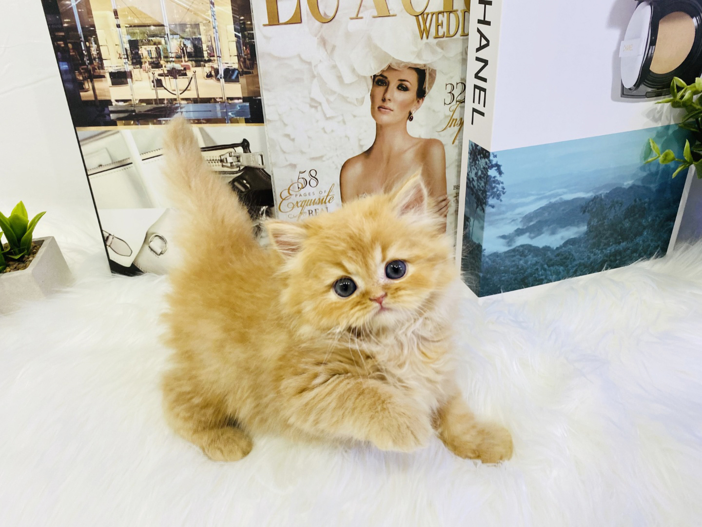 먼치킨(20만원부터)