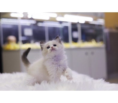 렉돌 분양합니다