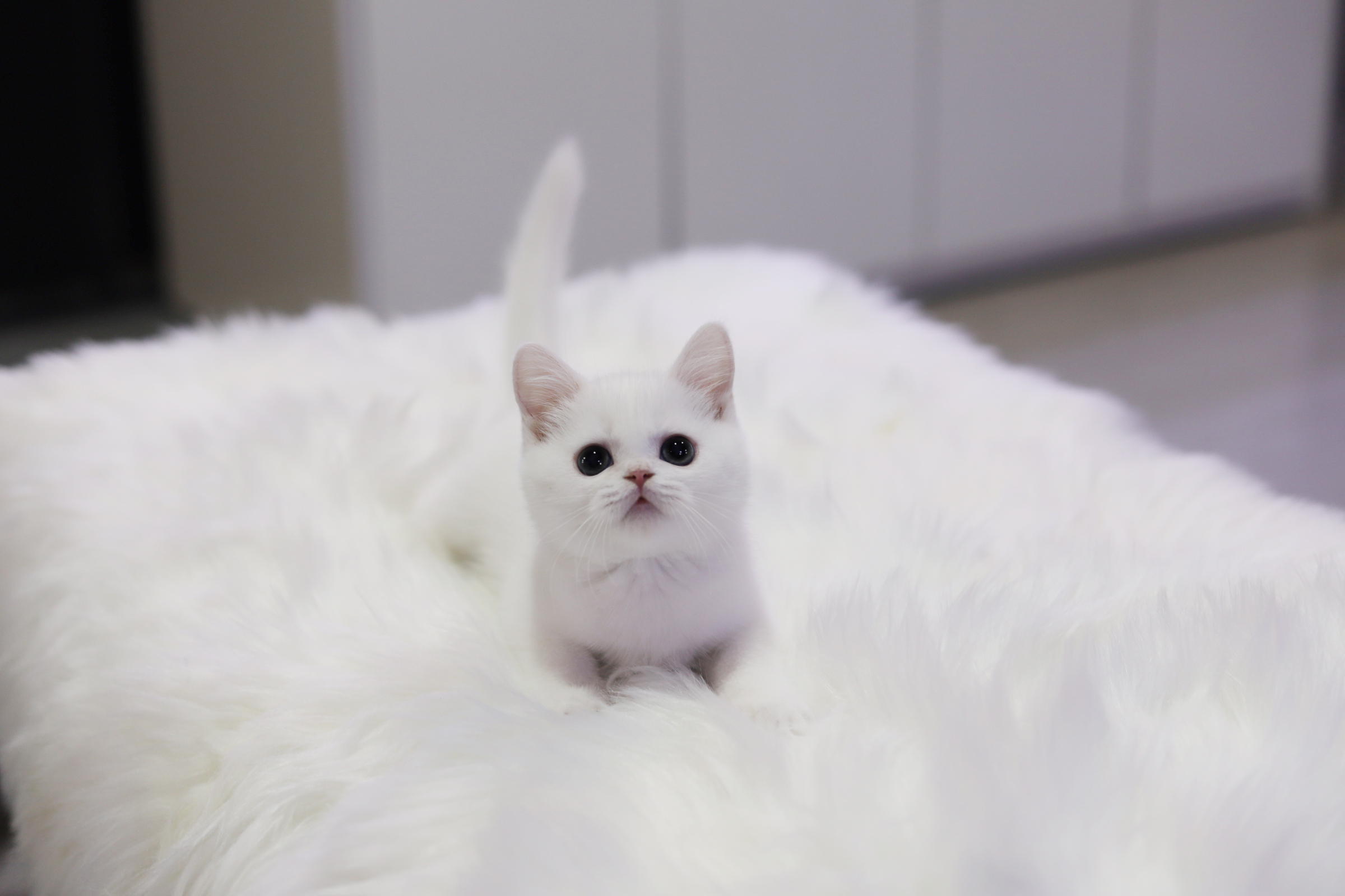 브리티쉬숏헤어 분양합니다