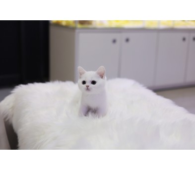 브리티쉬숏헤어 분양합니다