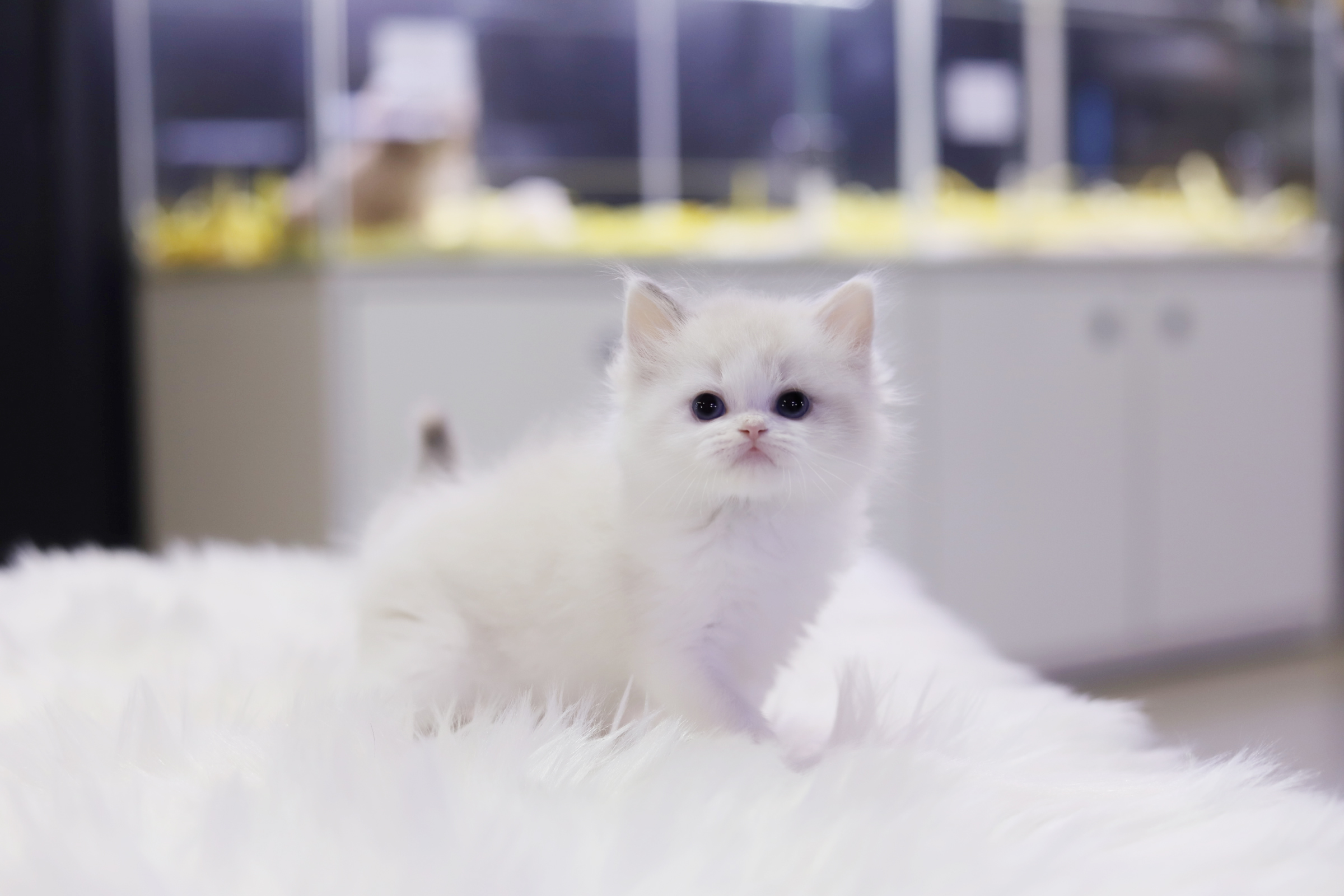 렉돌 분양합니다