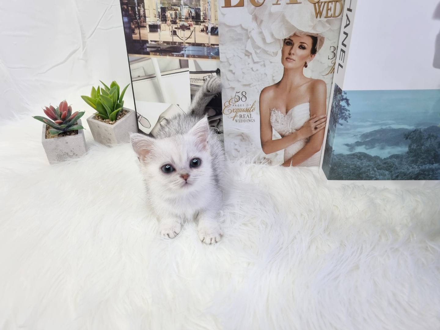 먼치킨(20만원부터)