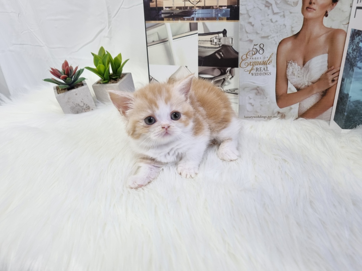 먼치킨(20만원부터)