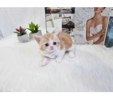 먼치킨(20만원부터)