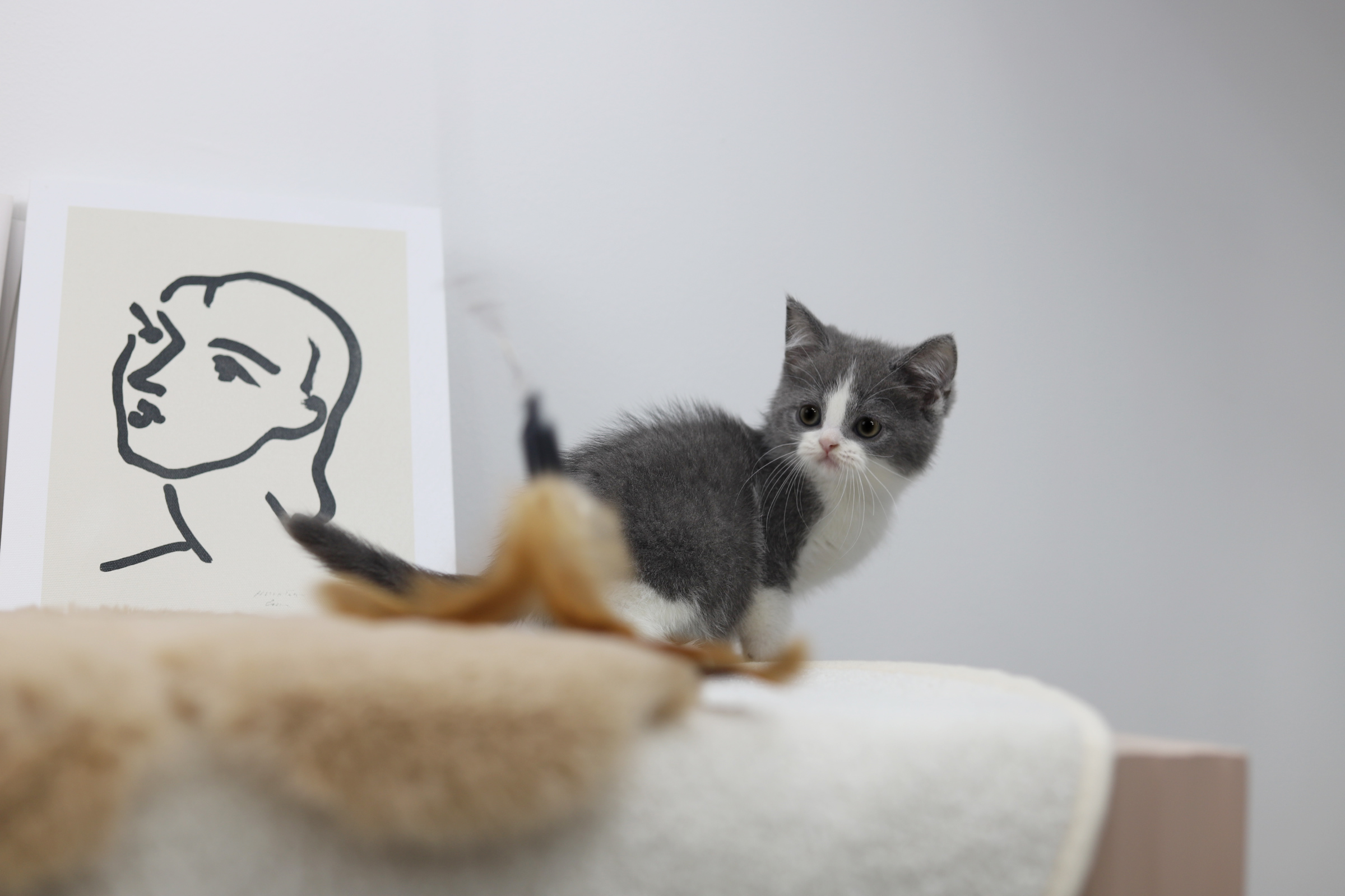 브리티쉬숏헤어 분양합니다