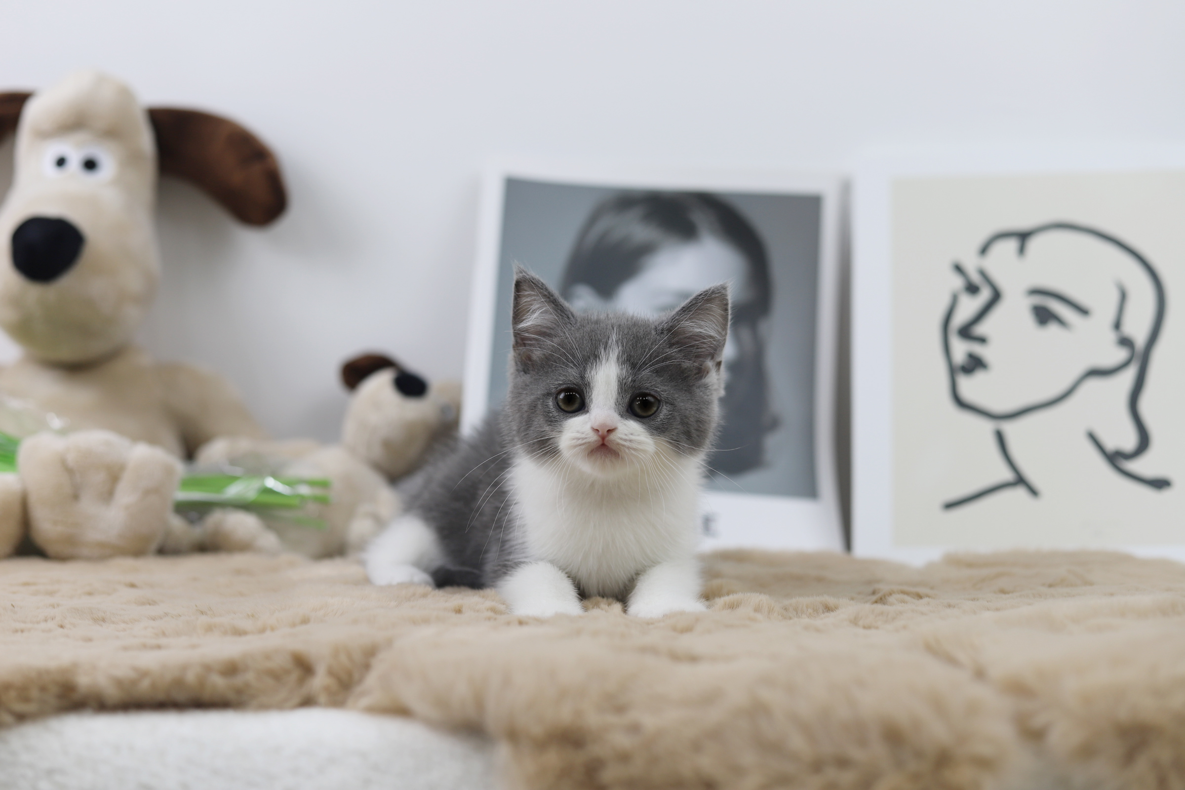 브리티쉬숏헤어 분양합니다