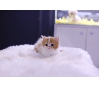 먼치킨(20만원부터)