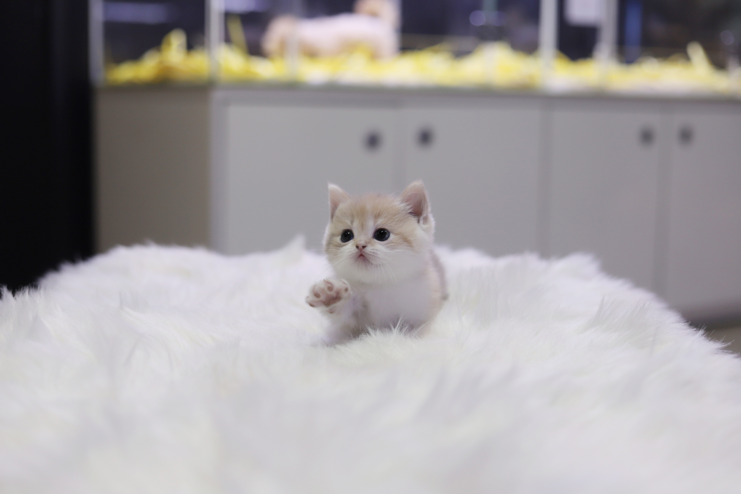 먼치킨분양(20만원부터)