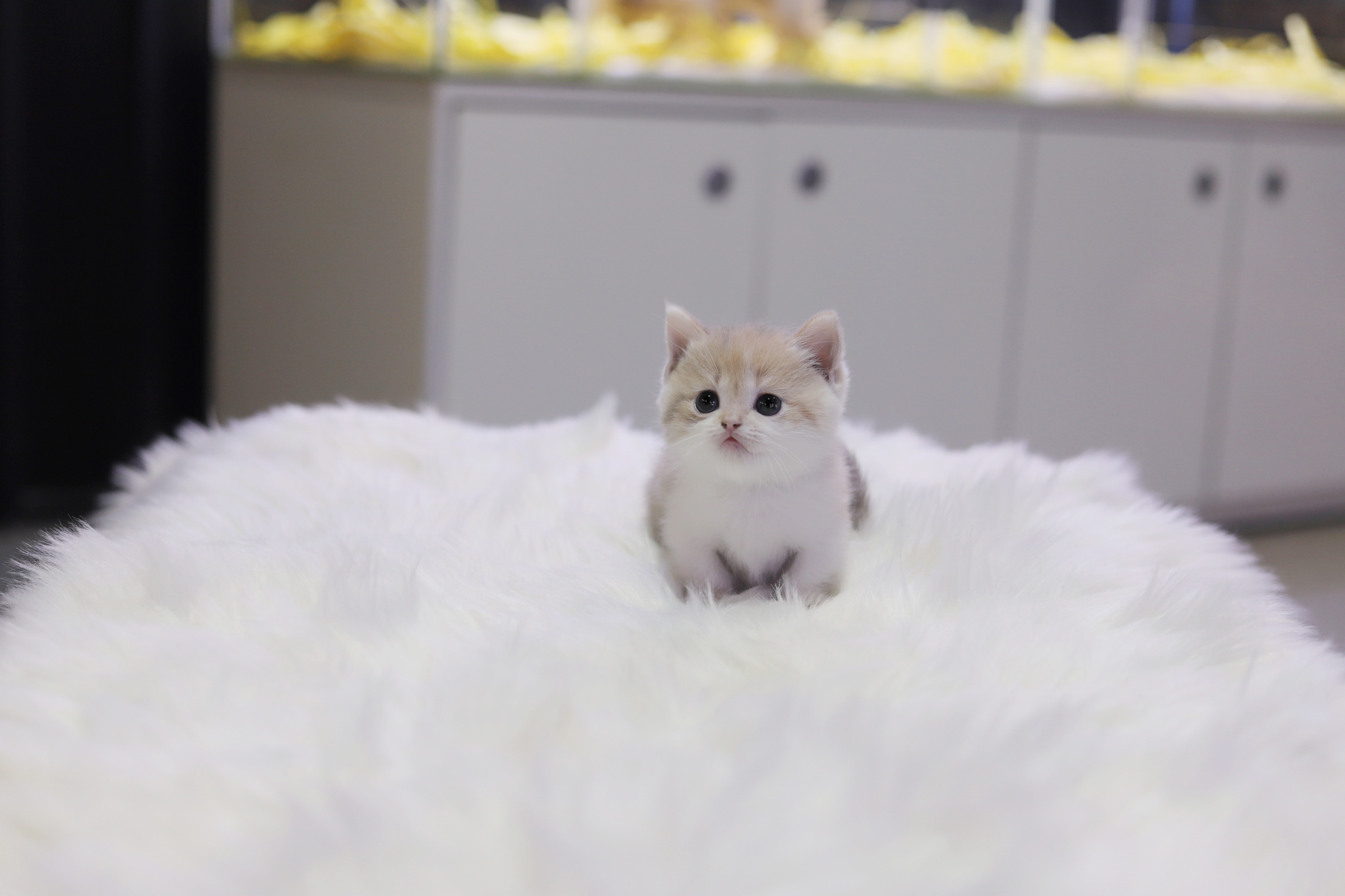 먼치킨분양(20만원부터)