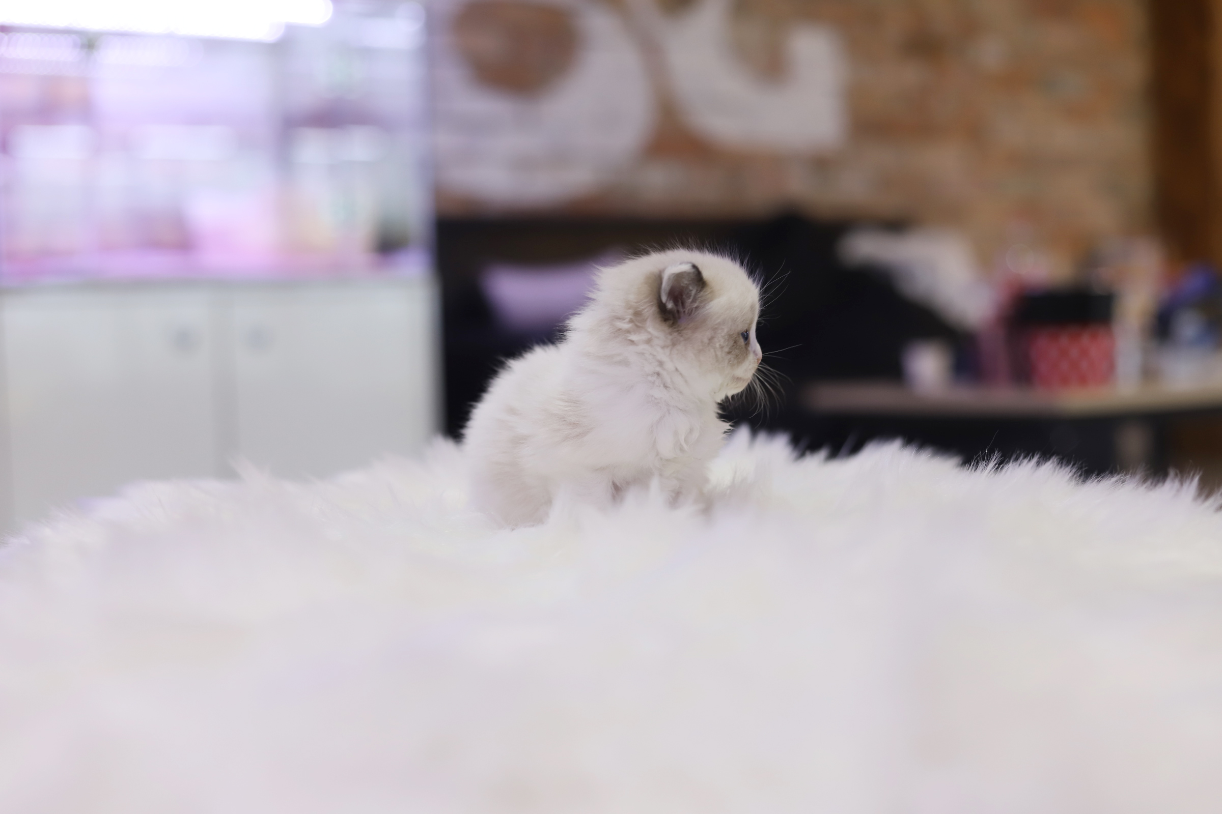 렉돌 분양합니다