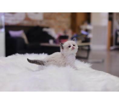 렉돌 분양합니다