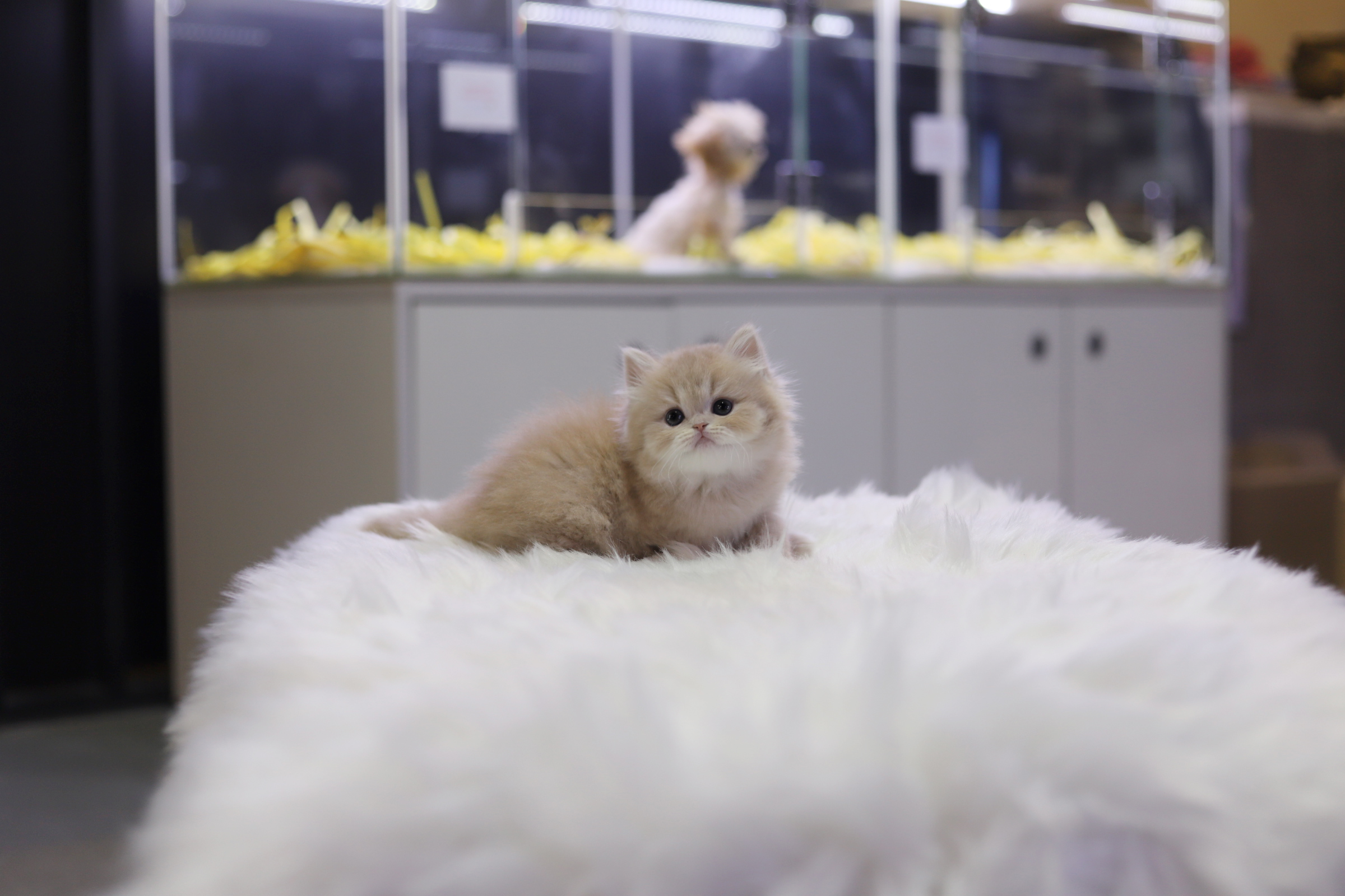 브리티쉬롱헤어 분양합니다