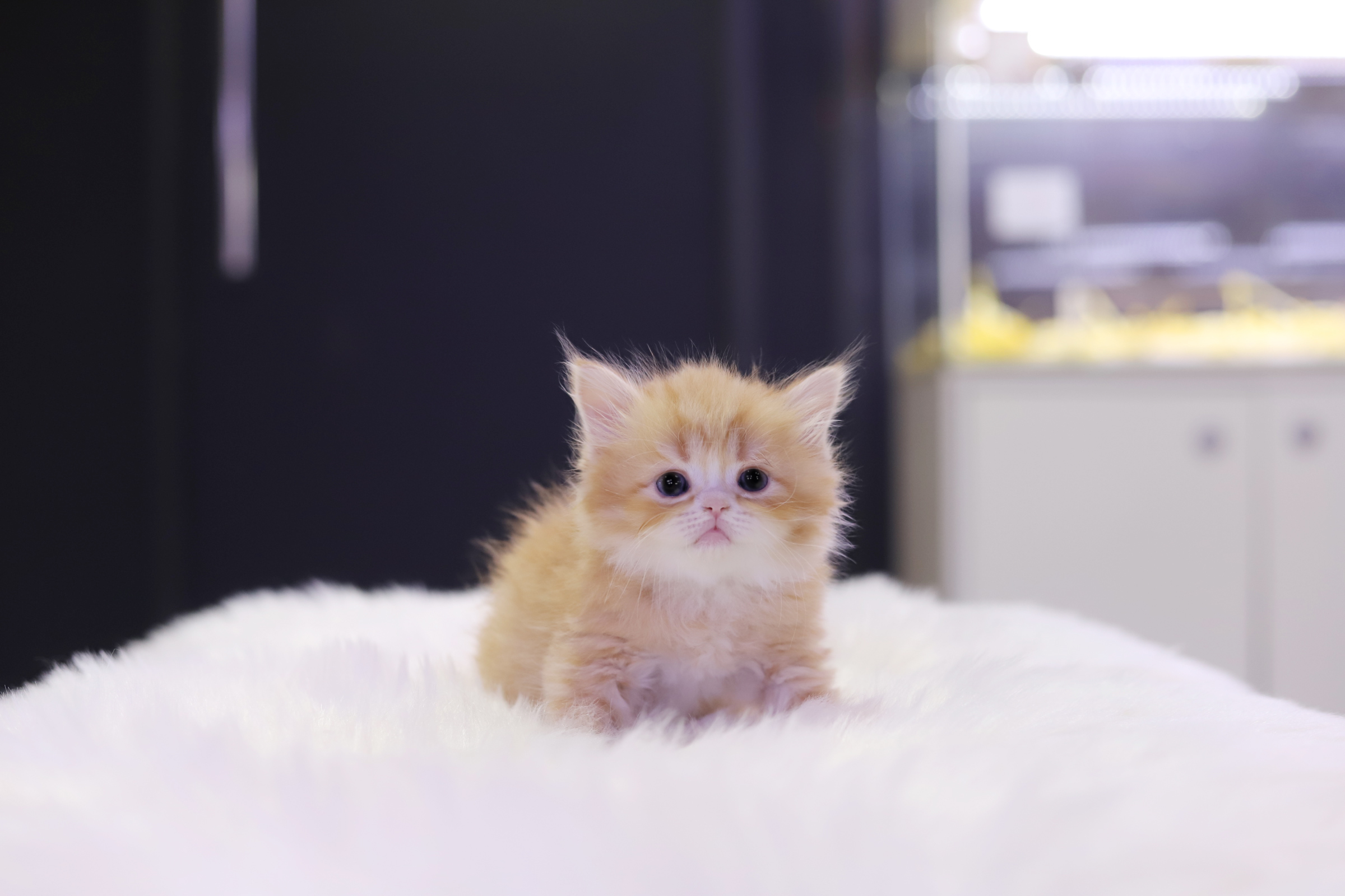 브리티쉬롱헤어 분양합니다