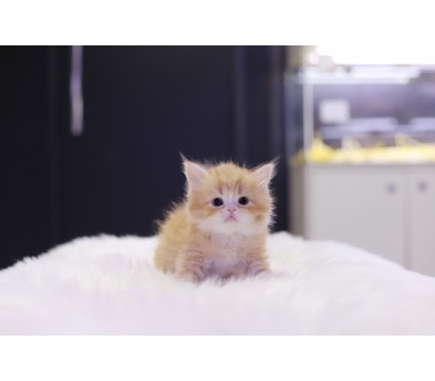 브리티쉬롱헤어 분양합니다