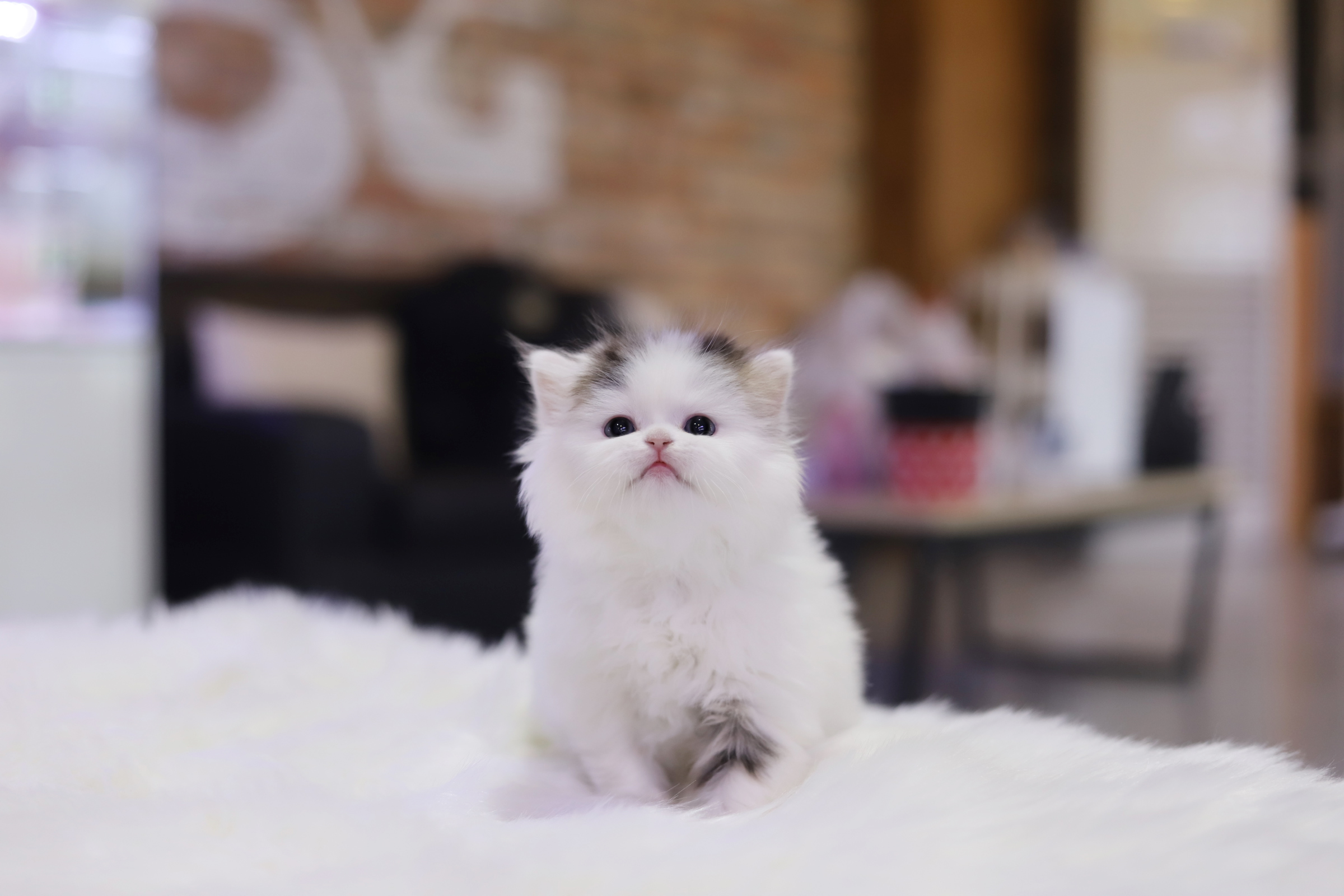 브리티쉬롱헤어 분양합니다